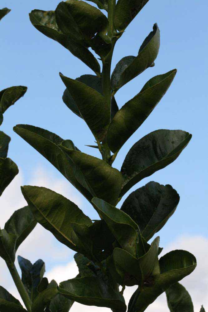              Sun leaves (S-1, Riverside, CA)   
